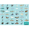 Artic Life Search & Find Puzzle-Puzzle-MUDPUPPY-jellyfishkids.com.cy