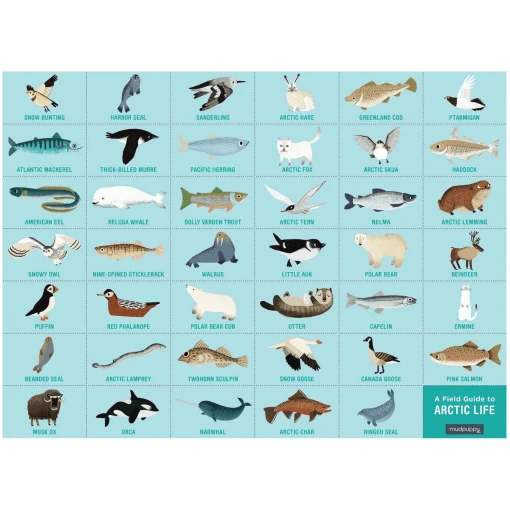 Artic Life Search & Find Puzzle-Puzzle-MUDPUPPY-jellyfishkids.com.cy