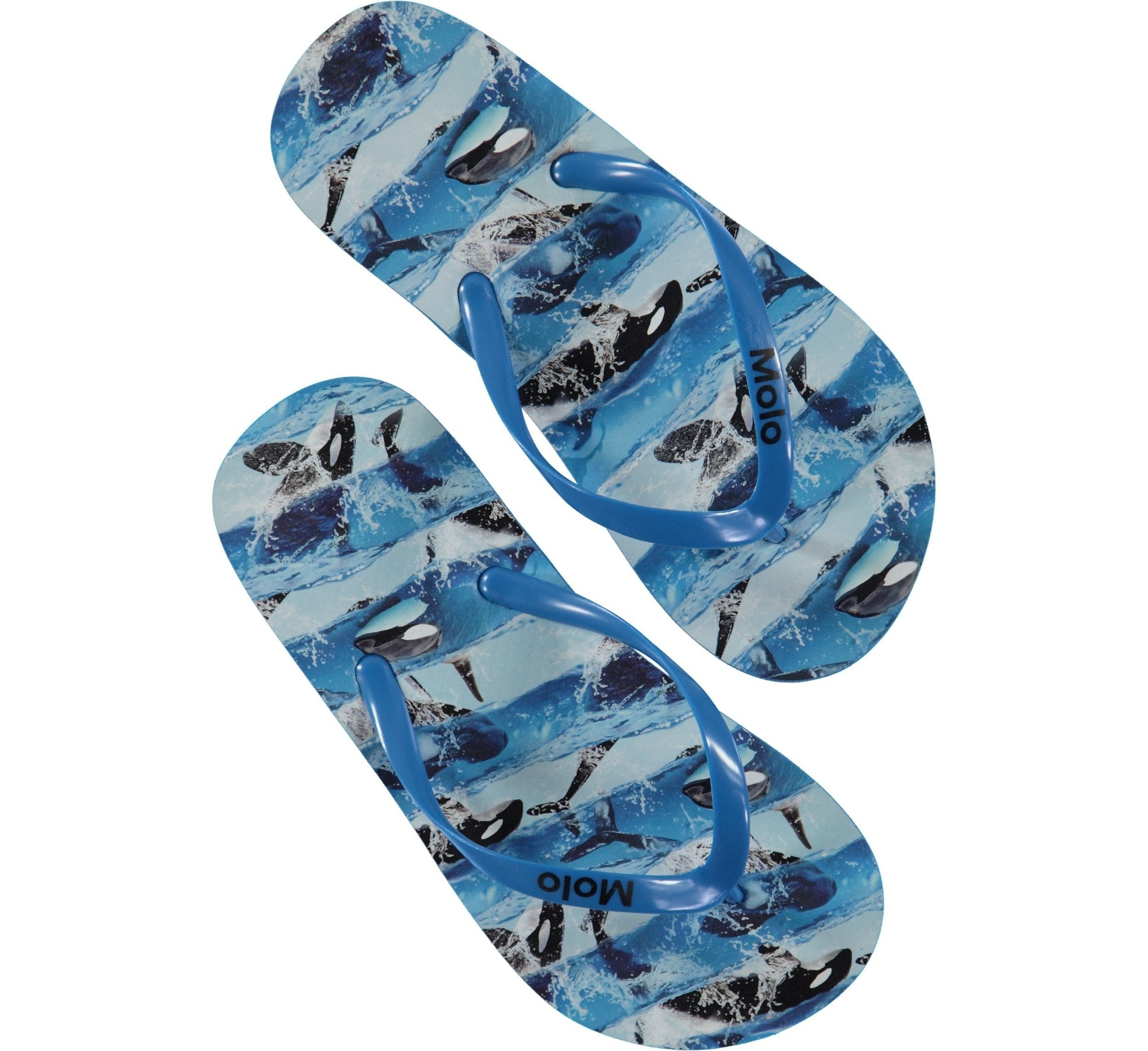 Zeppo Flip Flops - Φάλαινα δολοφόνος-Σαγιονάρες-Molo-25/26-jellyfishkids.com.cy
